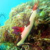 Picture taken during the dive