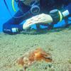 Picture taken during the dive