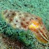 Picture taken during the dive