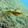 Picture taken during the dive