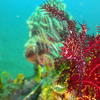 Picture taken during the dive