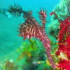 Picture taken during the dive