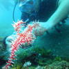 Picture taken during the dive