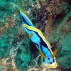 Picture taken during the dive