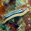 Picture taken during the dive