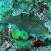 Picture taken during the dive
