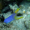 Picture taken during the dive