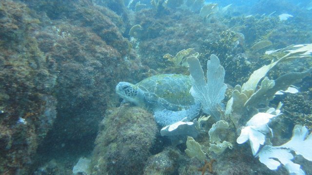 Over Sea Dive Center - Dive Center in 巴西