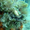 Picture taken during the dive