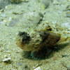 Picture taken during the dive