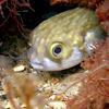 Picture taken during the dive