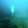 Picture taken during the dive