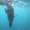 Picture taken during the dive