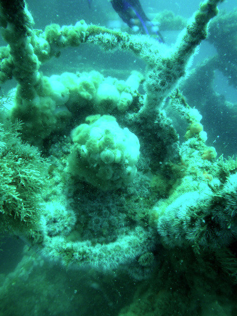Cota Cero Buceo - Dive Center