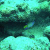 Picture taken during the dive