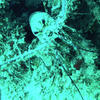 Picture taken during the dive