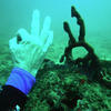 Picture taken during the dive