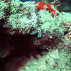 Picture taken during the dive