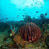 Picture taken during the dive