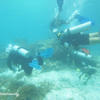 Picture taken during the dive