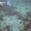 Picture taken during the dive