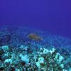 Picture taken during the dive