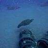 Picture taken during the dive