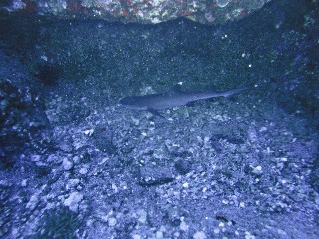 Ed Robinson's Diving Adventures - Dive Center in United States