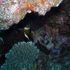Picture taken during the dive