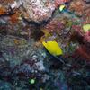 Picture taken during the dive