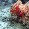 Picture taken during the dive