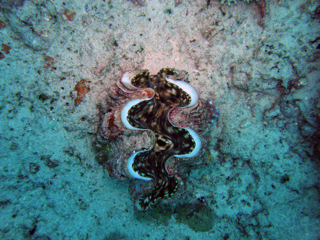 Subsurface Malolo - Dive Center