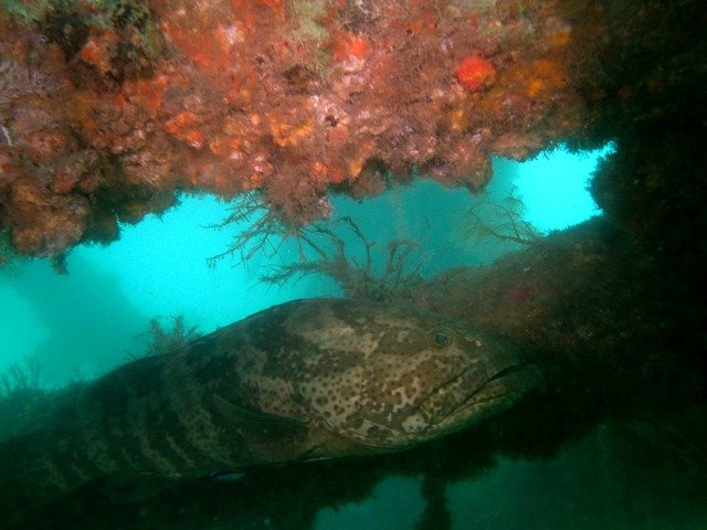 Diving in Exmouth, Australia - By Tomas Bystrican
