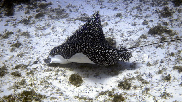 Diving in Mexico, Cozumel - By Pinky