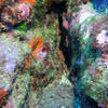 Picture taken during the dive