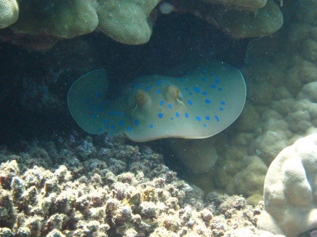 UCPA Nabaa El Soghayar - Dive Center in Egypt