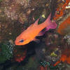 Picture taken during the dive