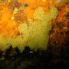 Picture taken during the dive