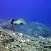 Picture taken during the dive