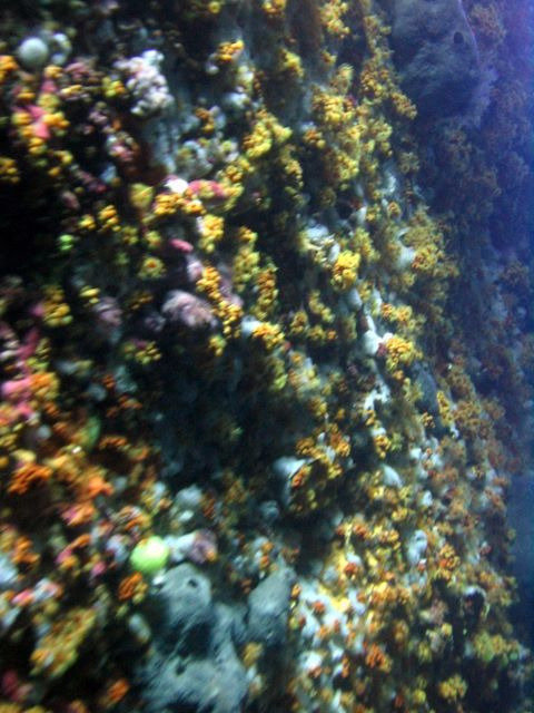 Sub Tortue - Dive Center in France