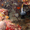 Picture taken during the dive