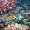 Picture taken during the dive