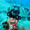 Picture taken during the dive