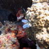 Picture taken during the dive
