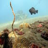 Picture taken during the dive