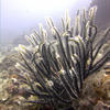 Picture taken during the dive
