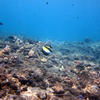 Picture taken during the dive