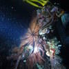 Picture taken during the dive