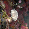 Picture taken during the dive