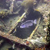 Picture taken during the dive
